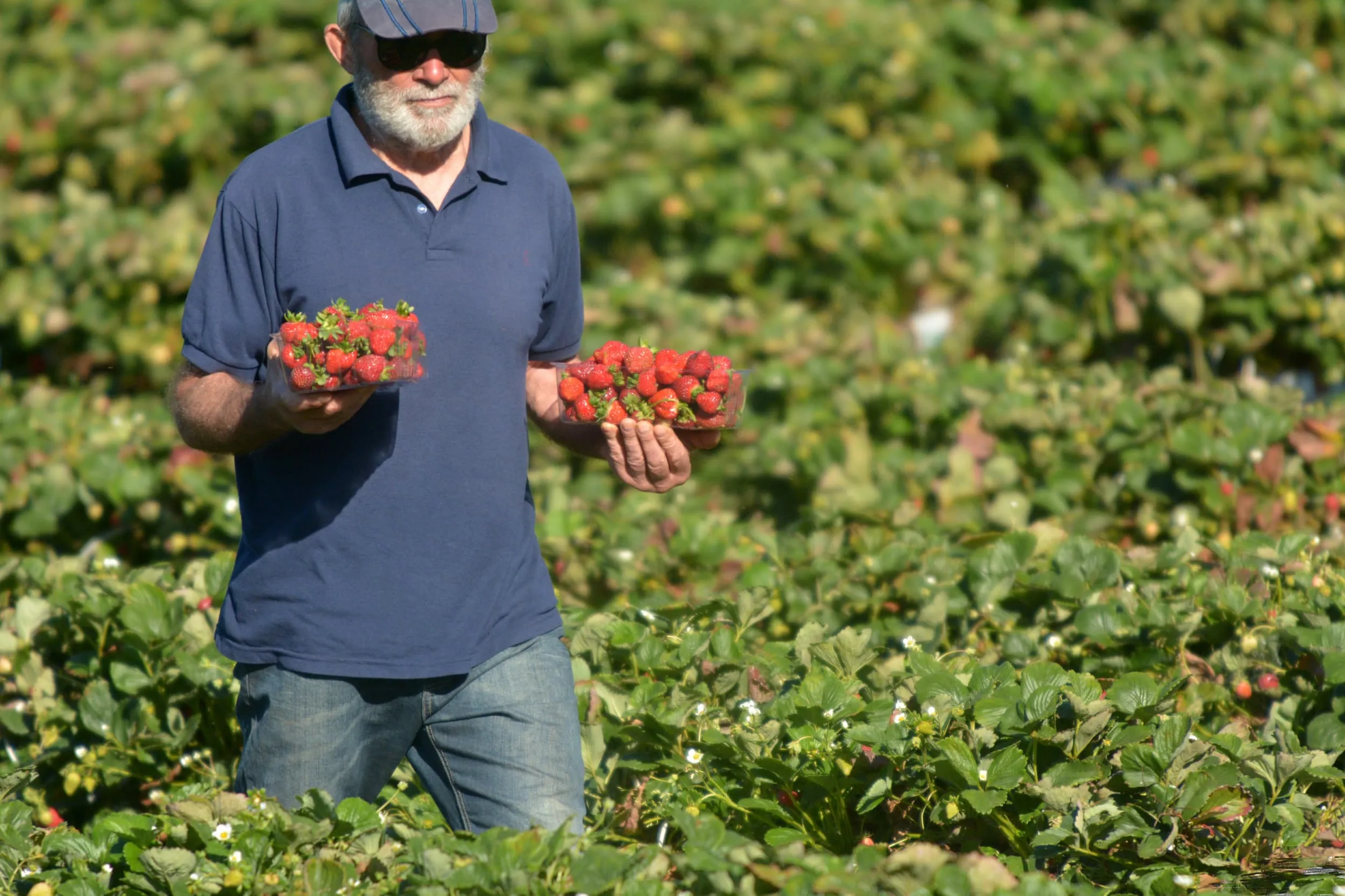 Un producteur de fraises portant des barquettes de fraises fraîchement cueillies dans un champ .